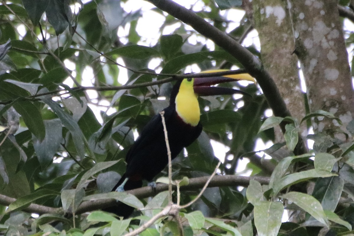 Yellow-throated Toucan (Chestnut-mandibled) - ML639893139