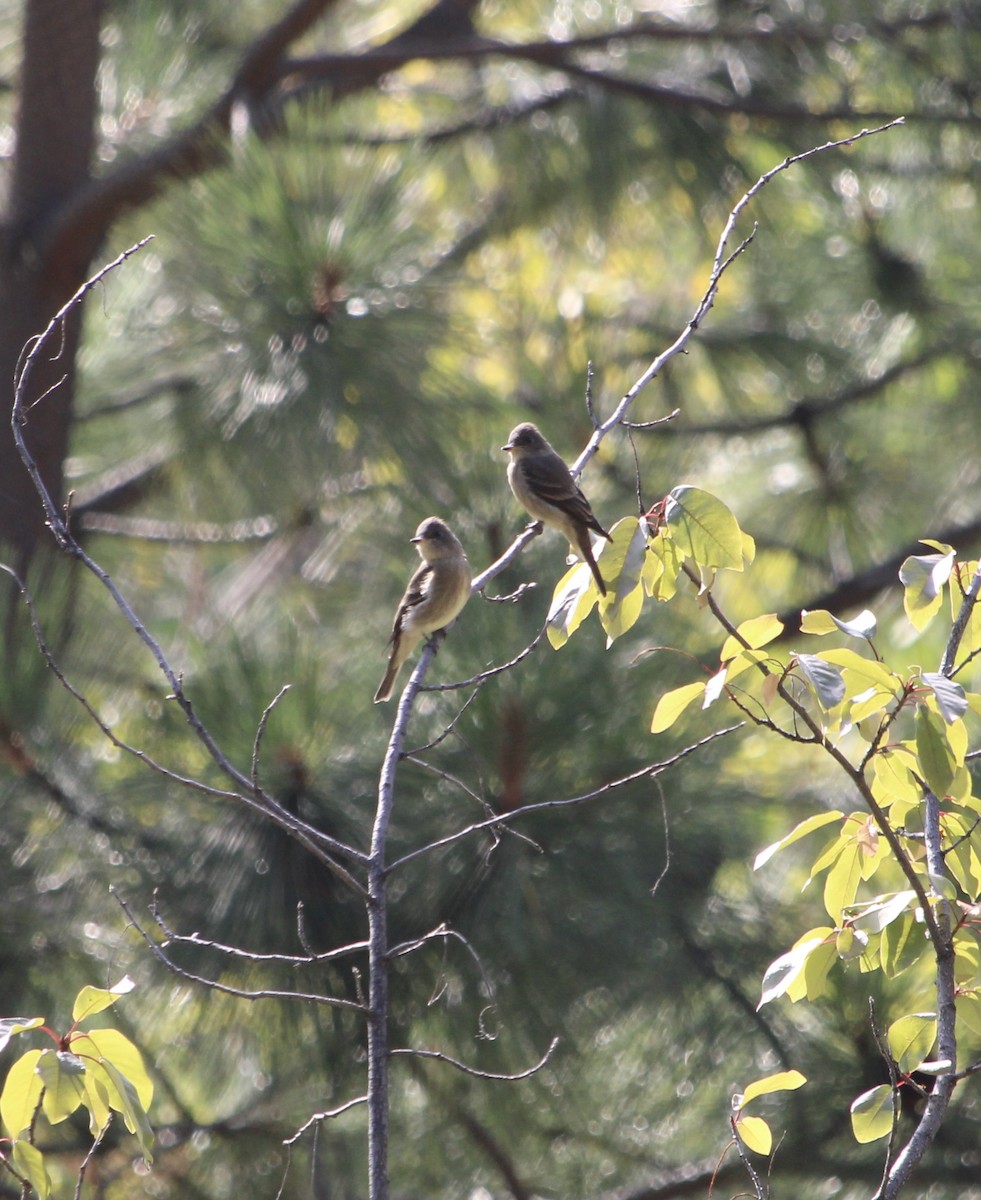 Western Wood-Pewee - ML639893407