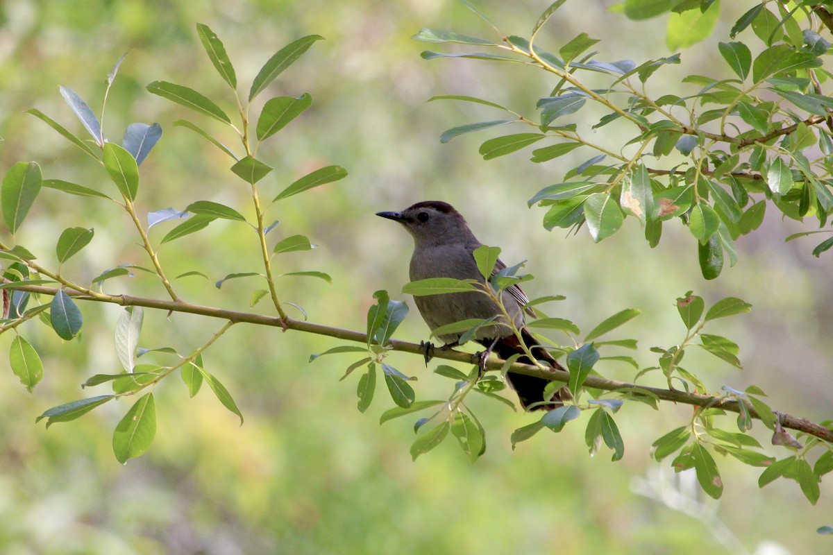 Gray Catbird - ML639893414