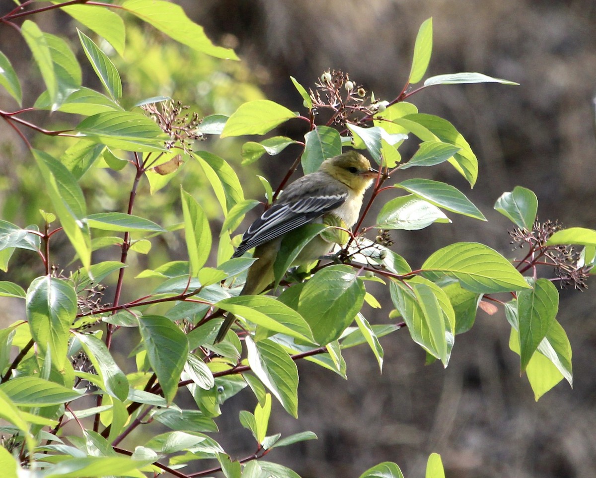 Bullock's Oriole - ML639893417