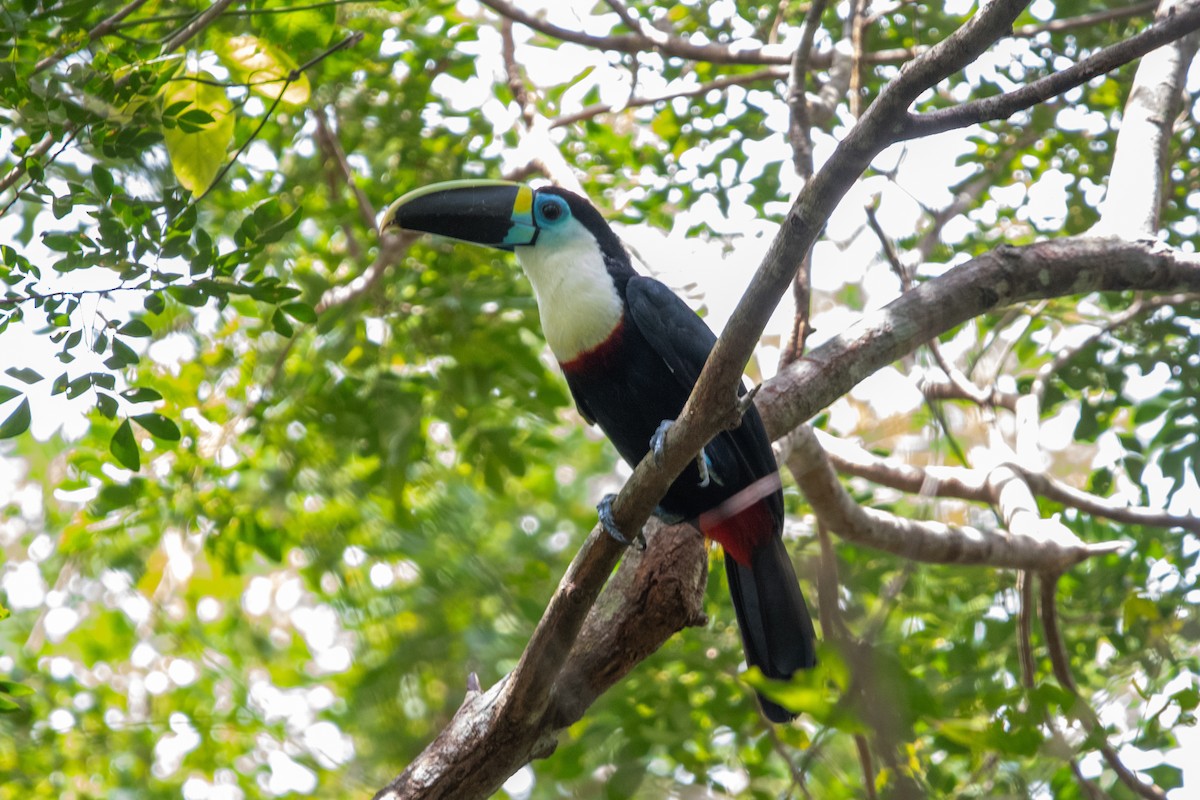 White-throated Toucan - ML639893545