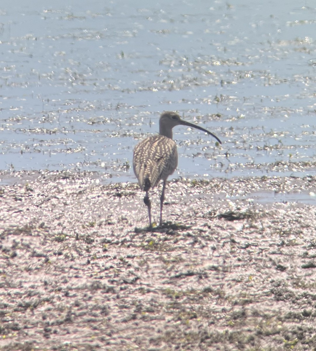 Long-billed Curlew - ML639893615