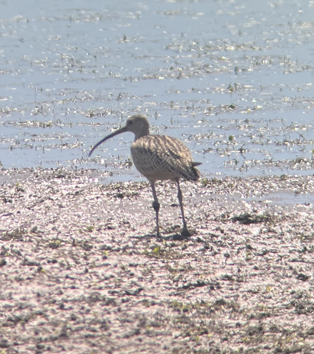 Long-billed Curlew - ML639893616