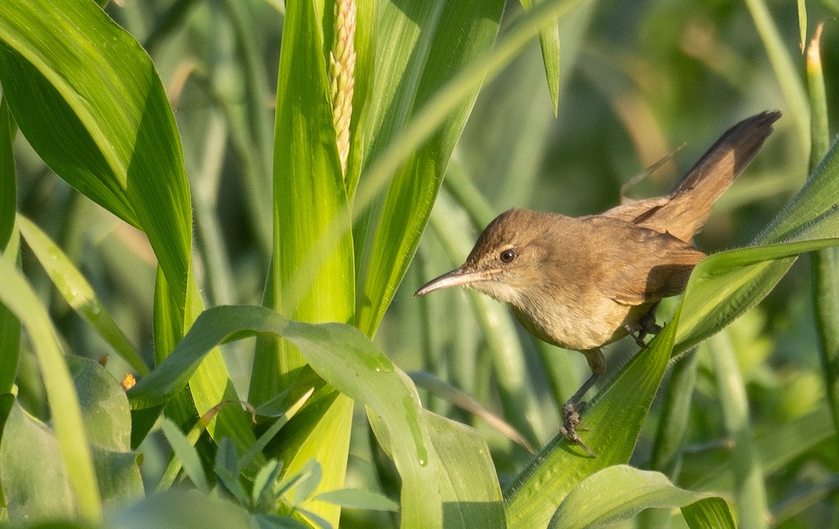 Clamorous Reed Warbler - ML639893621