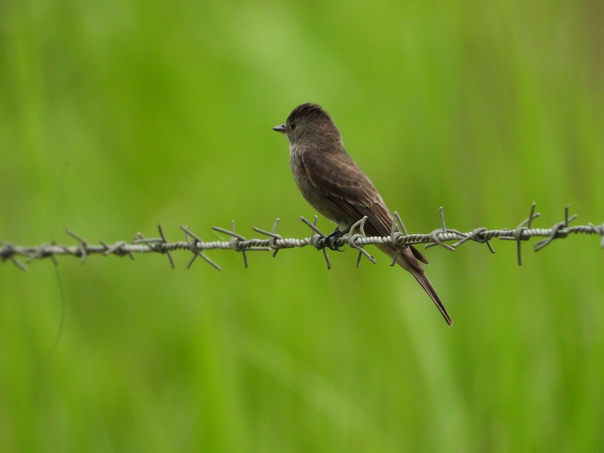 Eastern Wood-Pewee - ML639893646