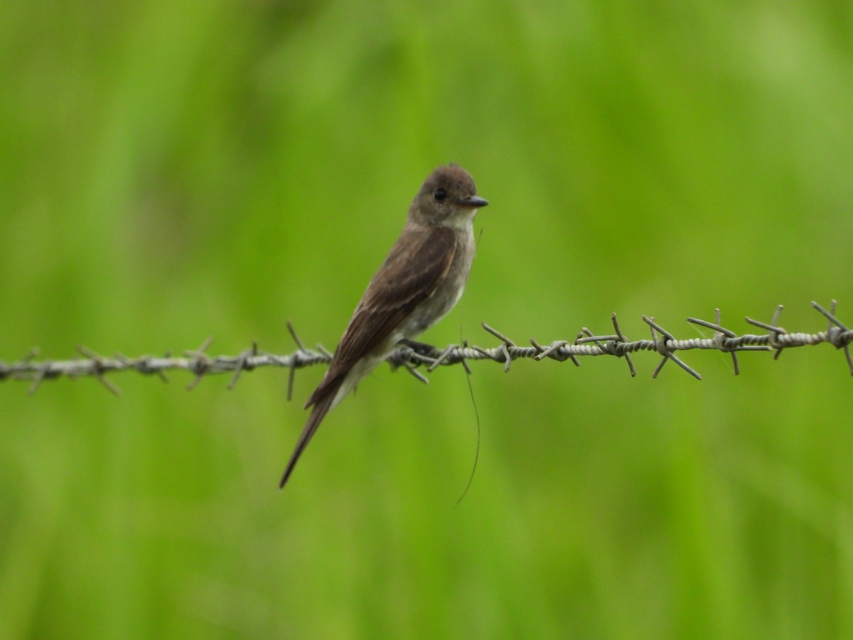 Eastern Wood-Pewee - ML639893647