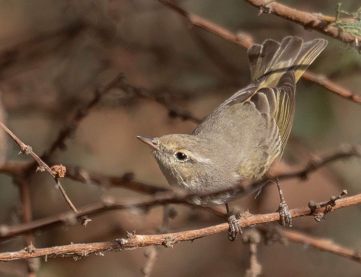Eastern Bonelli's Warbler - ML639893738