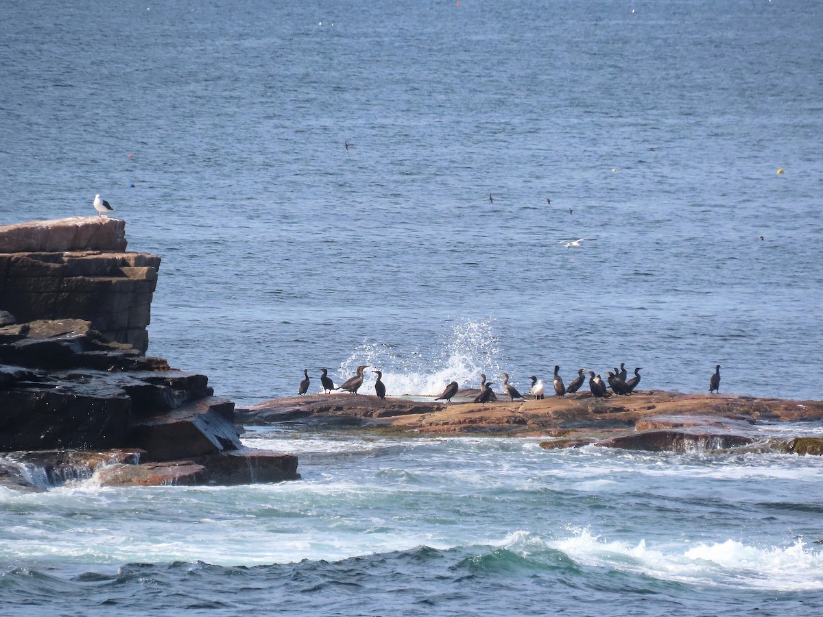 Leach's Storm-Petrel - ML639893809