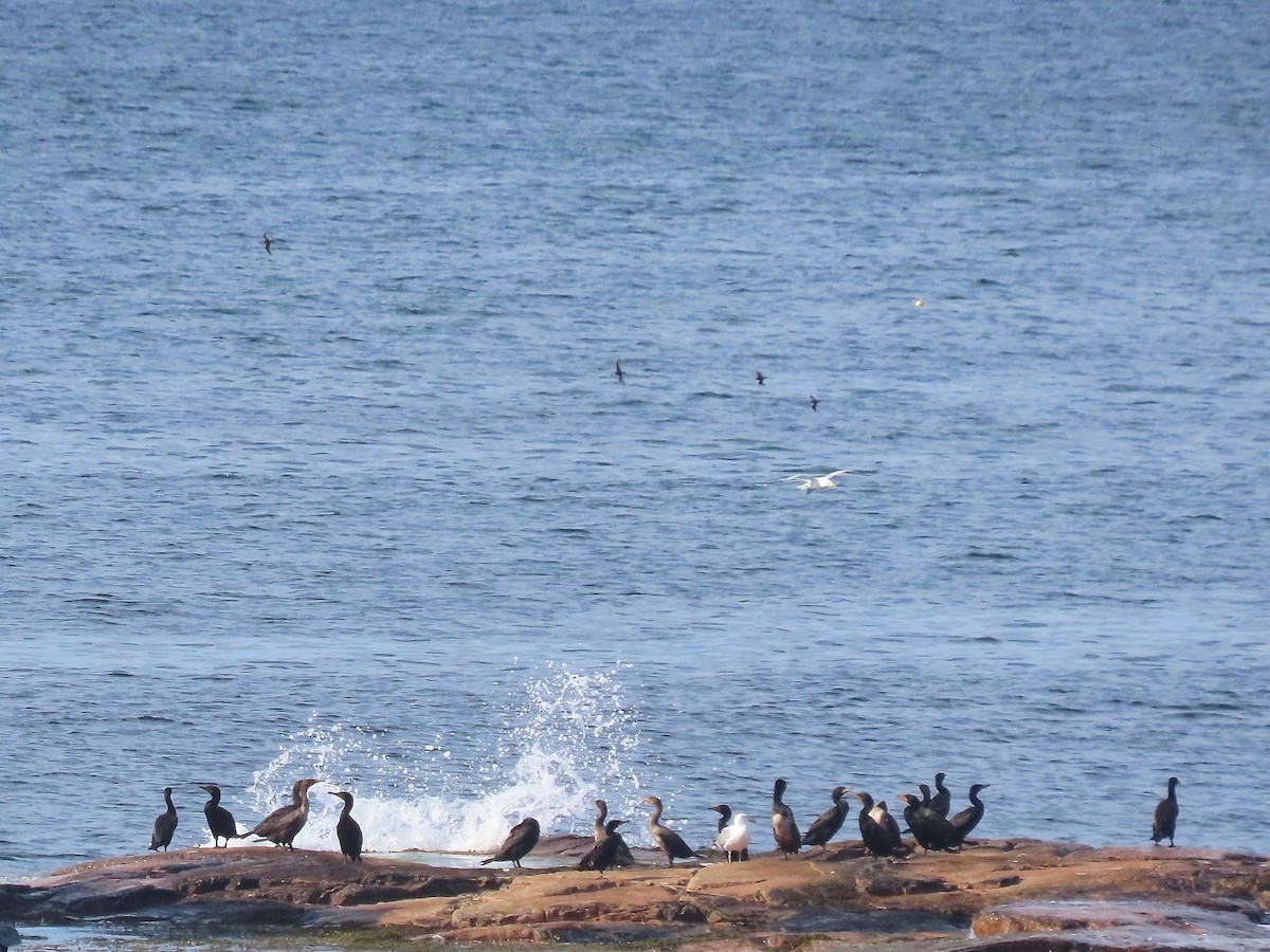 Leach's Storm-Petrel - ML639893814