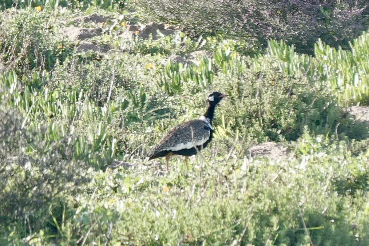 Black Bustard - ML639893855