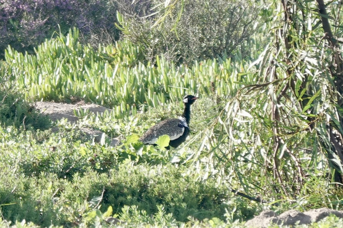 Black Bustard - ML639893856