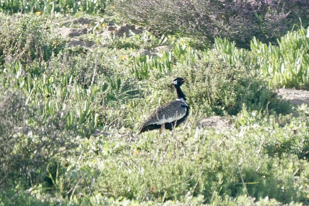 Black Bustard - ML639893857