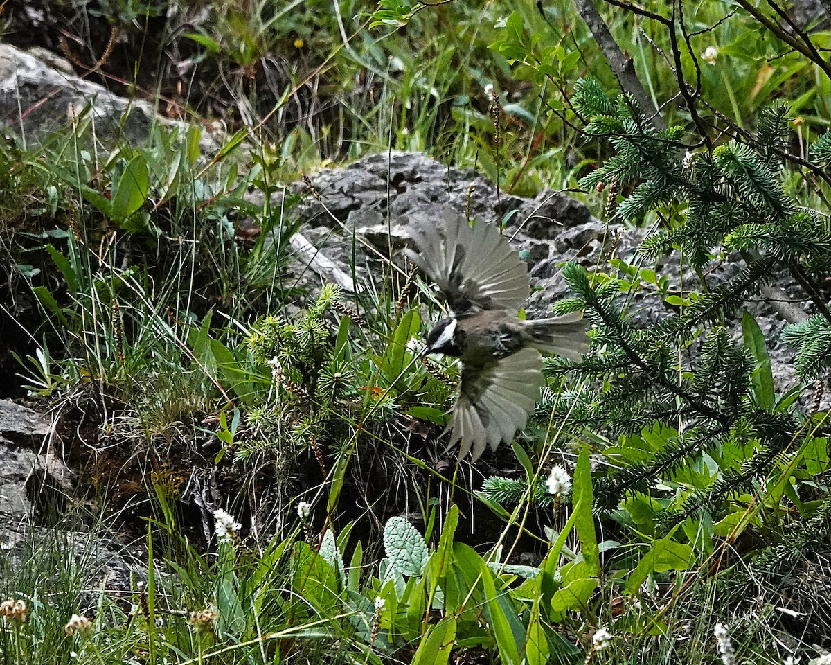 Carbonero de Sichuán - ML639893869