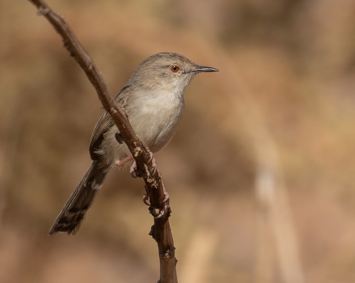 Graceful Prinia - ML639893902