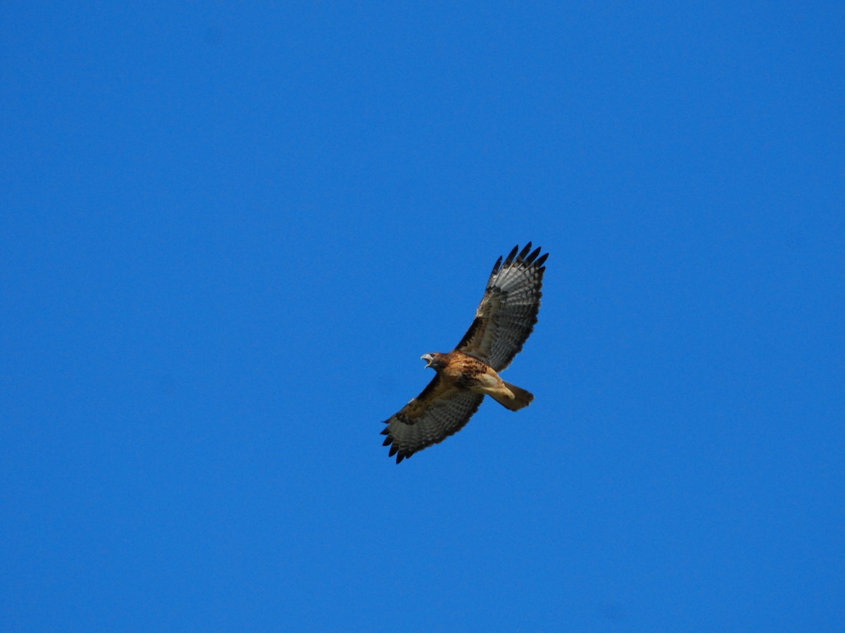 Red-tailed Hawk - ML639893961
