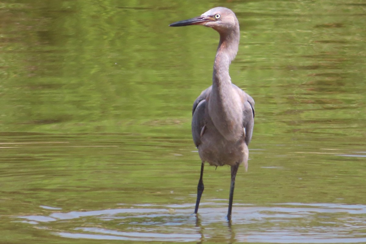 Kızılca Balıkçıl - ML639893962