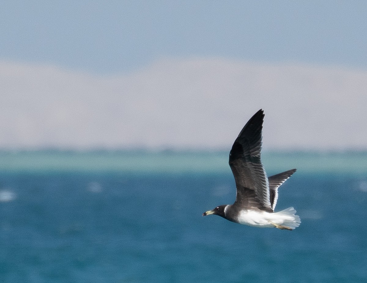 Sooty Gull - ML639893970