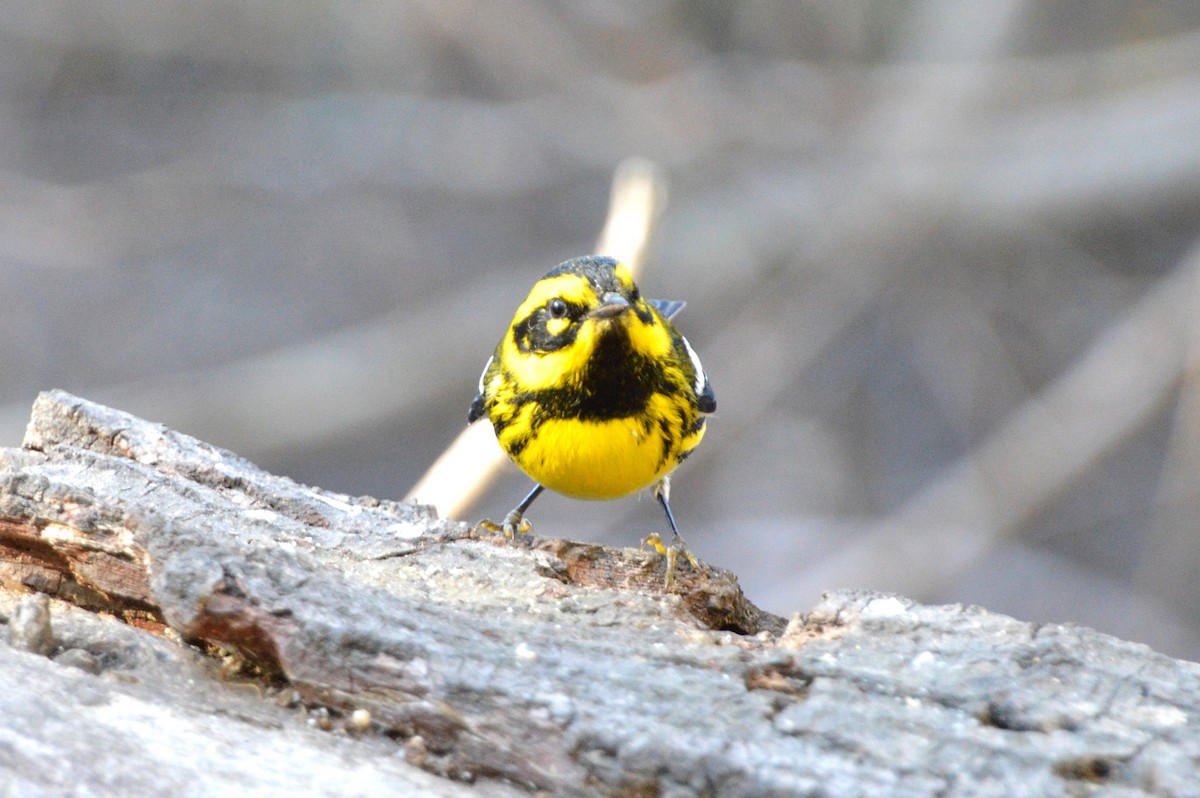 Townsend's Warbler - ML639893978
