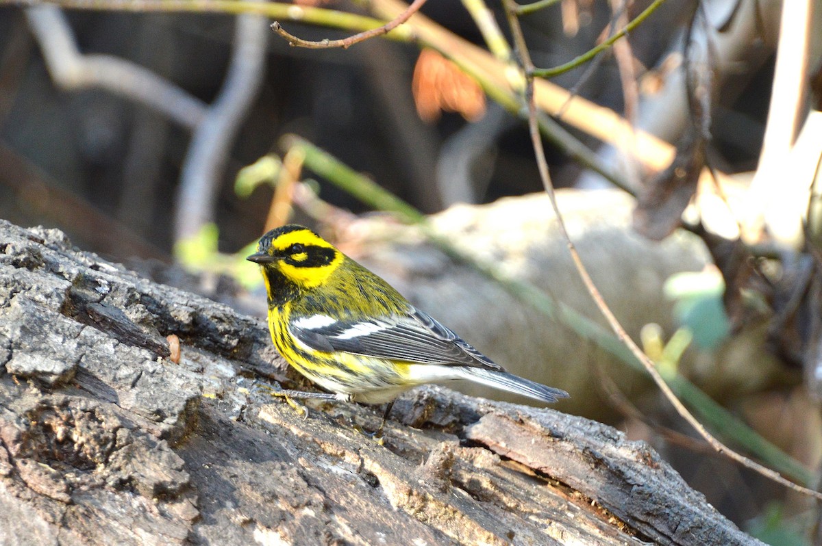 Townsend's Warbler - ML639893979