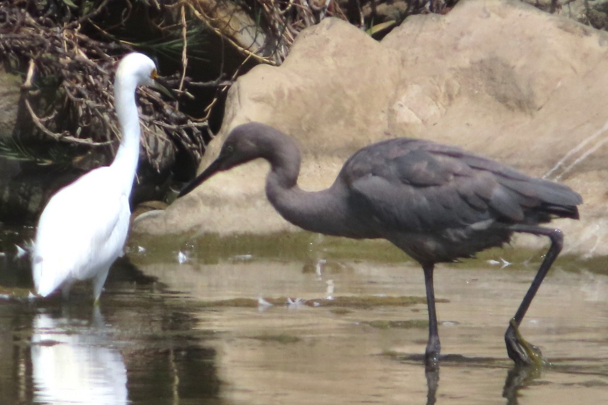 Kızılca Balıkçıl - ML639893993