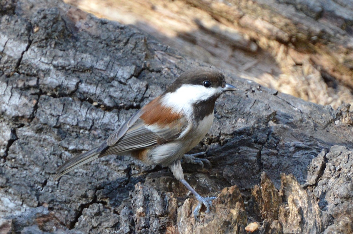 Chestnut-backed Chickadee - ML639893998