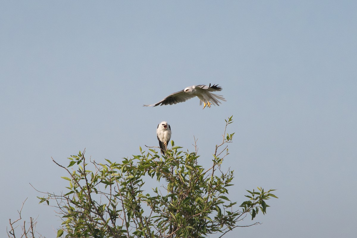 White-tailed Kite - ML639894066