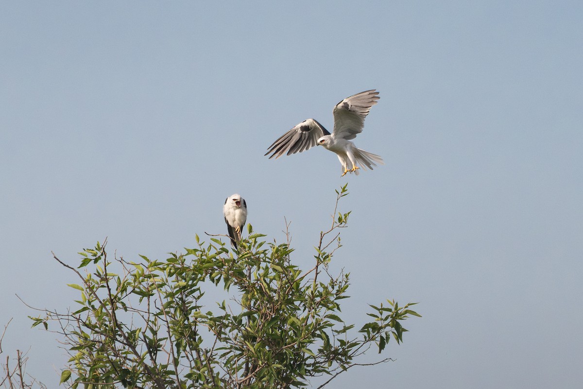 White-tailed Kite - ML639894067