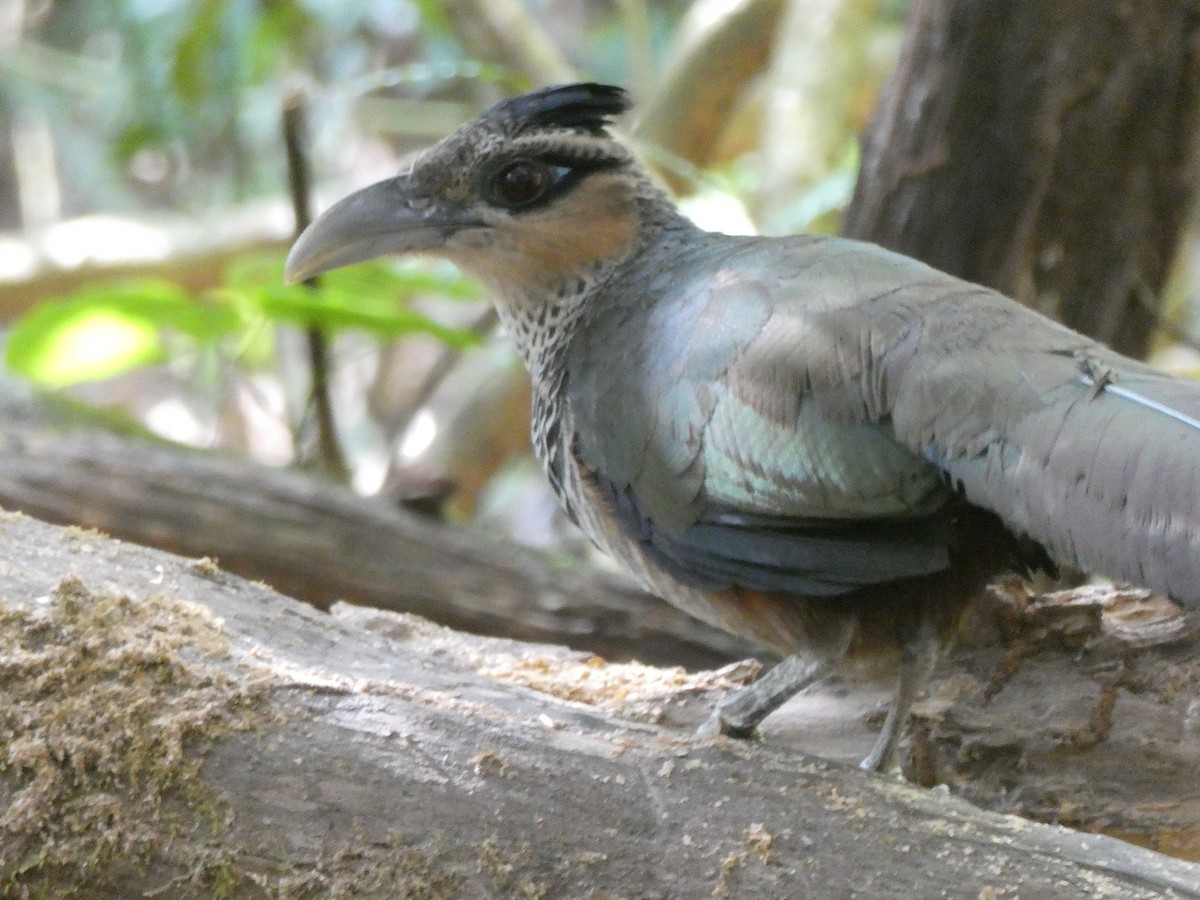 Scaled Ground-Cuckoo - ML639894081