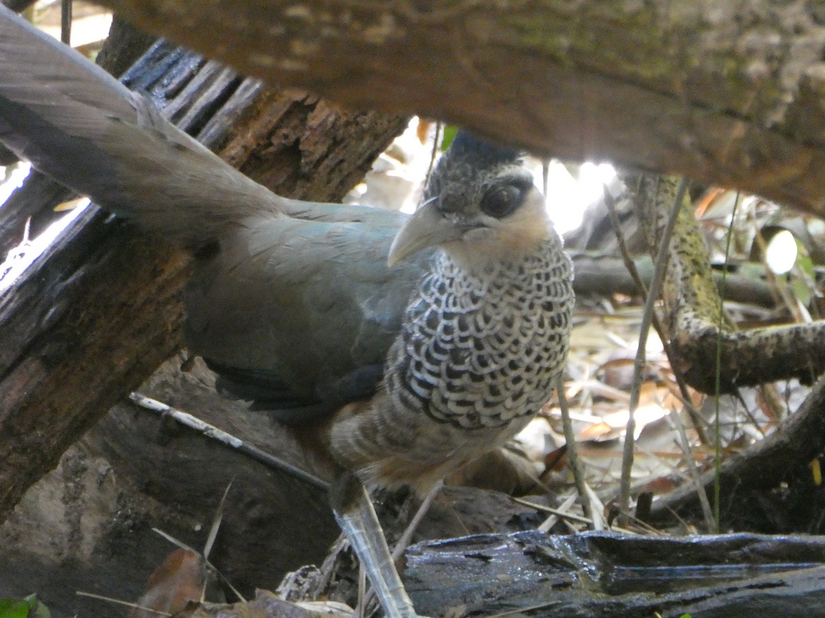 Scaled Ground-Cuckoo - ML639894096