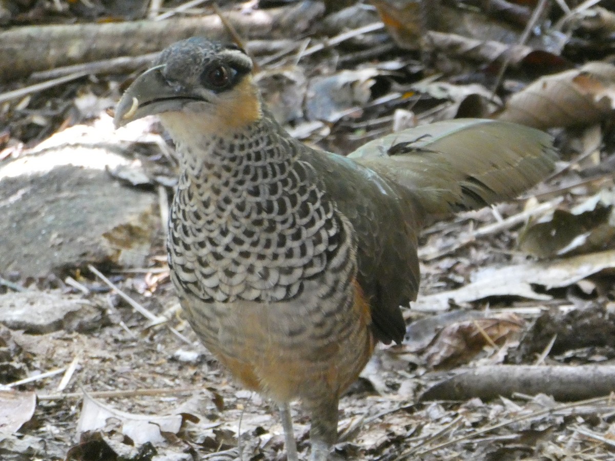 Scaled Ground-Cuckoo - ML639894100