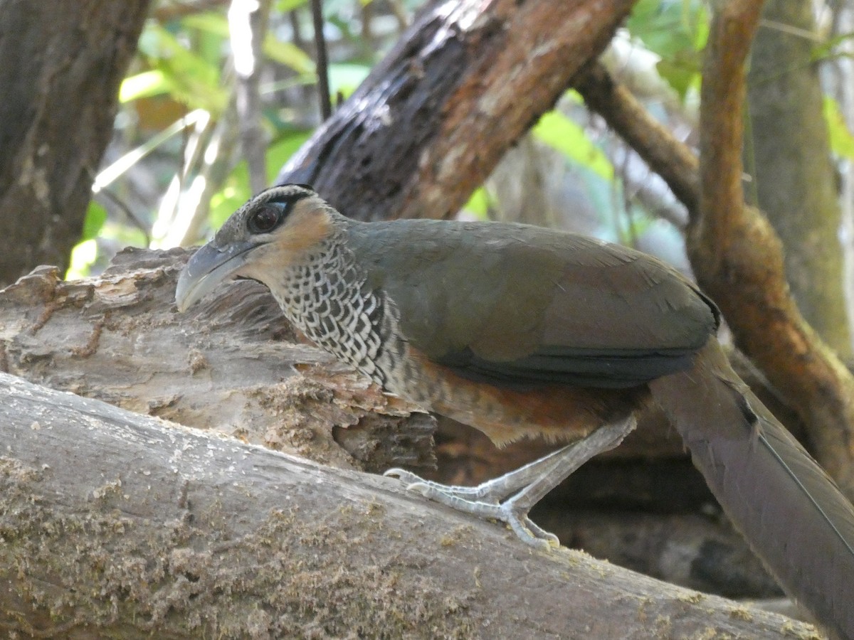 Scaled Ground-Cuckoo - ML639894120