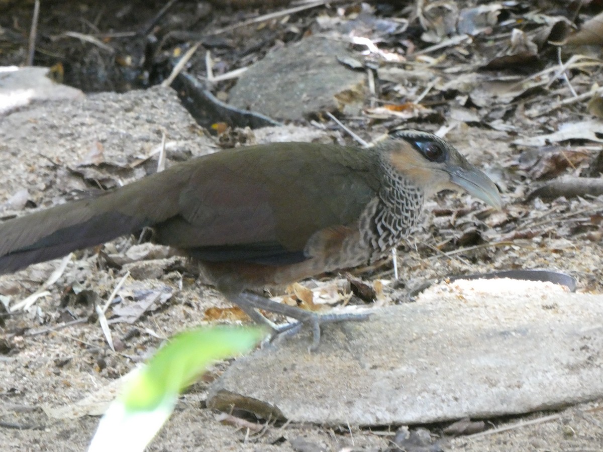 Scaled Ground-Cuckoo - ML639894134
