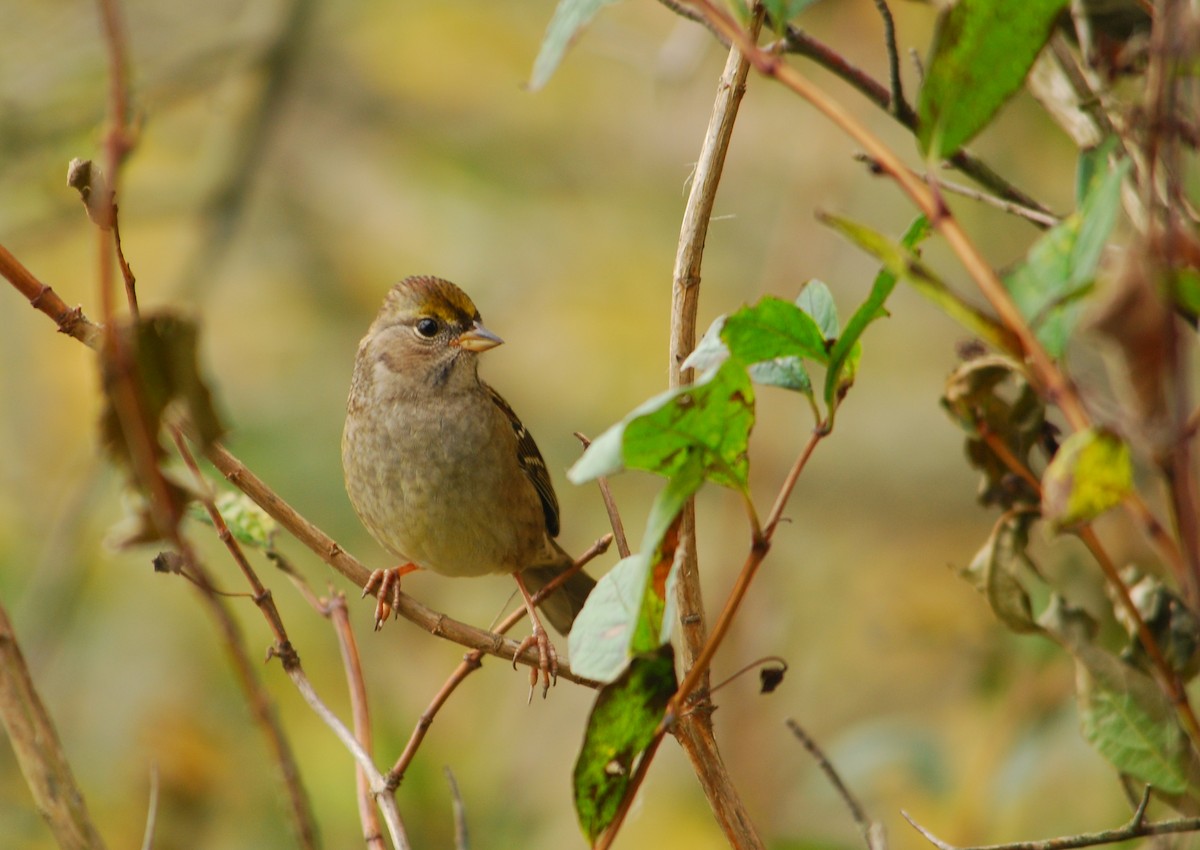 Golden-crowned Sparrow - ML639894206