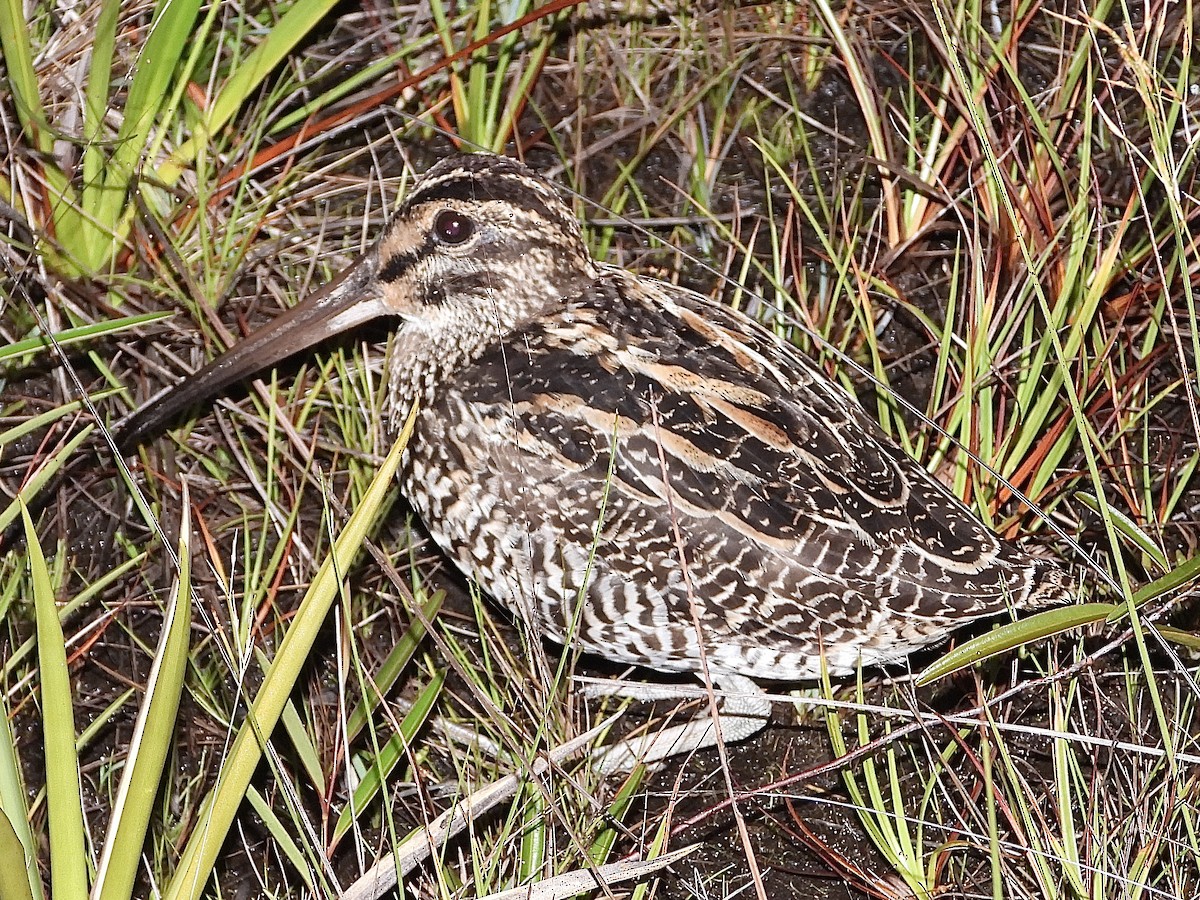 Giant Snipe - ML639894215