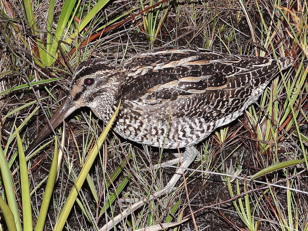 Giant Snipe - ML639894216