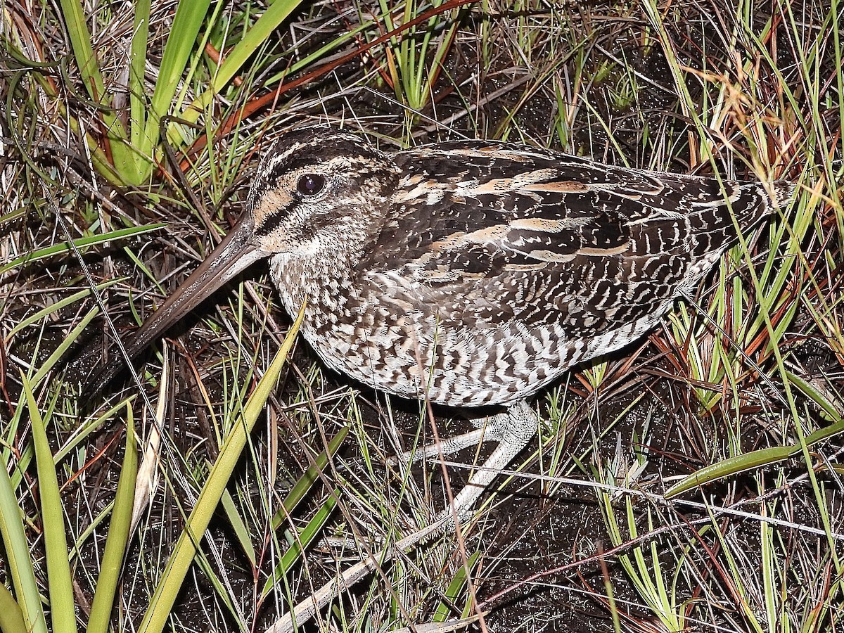 Giant Snipe - ML639894217