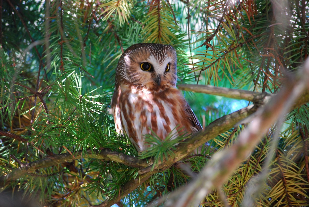 Northern Saw-whet Owl - ML639894431