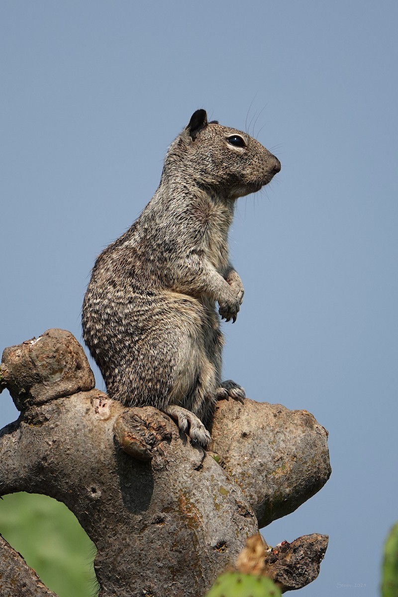 California Ground Squirrel - ML639894498