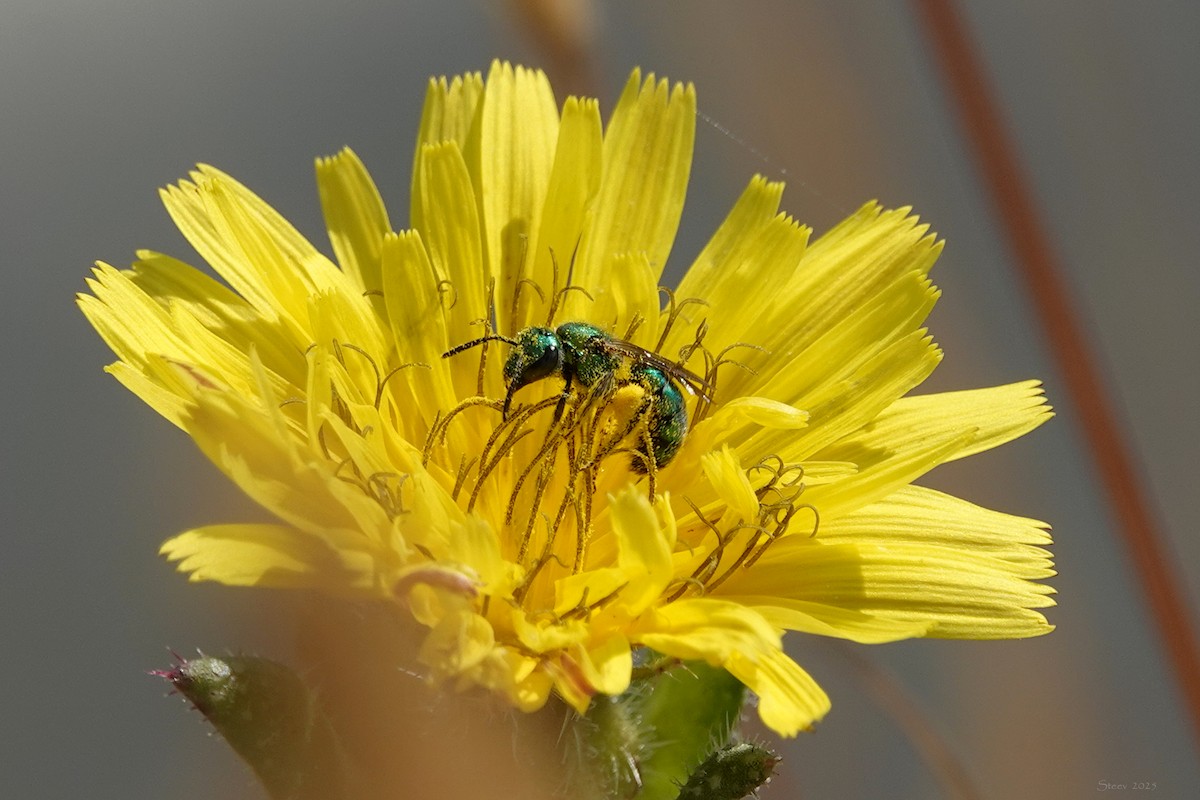 Metallic Green Bees - ML639894535