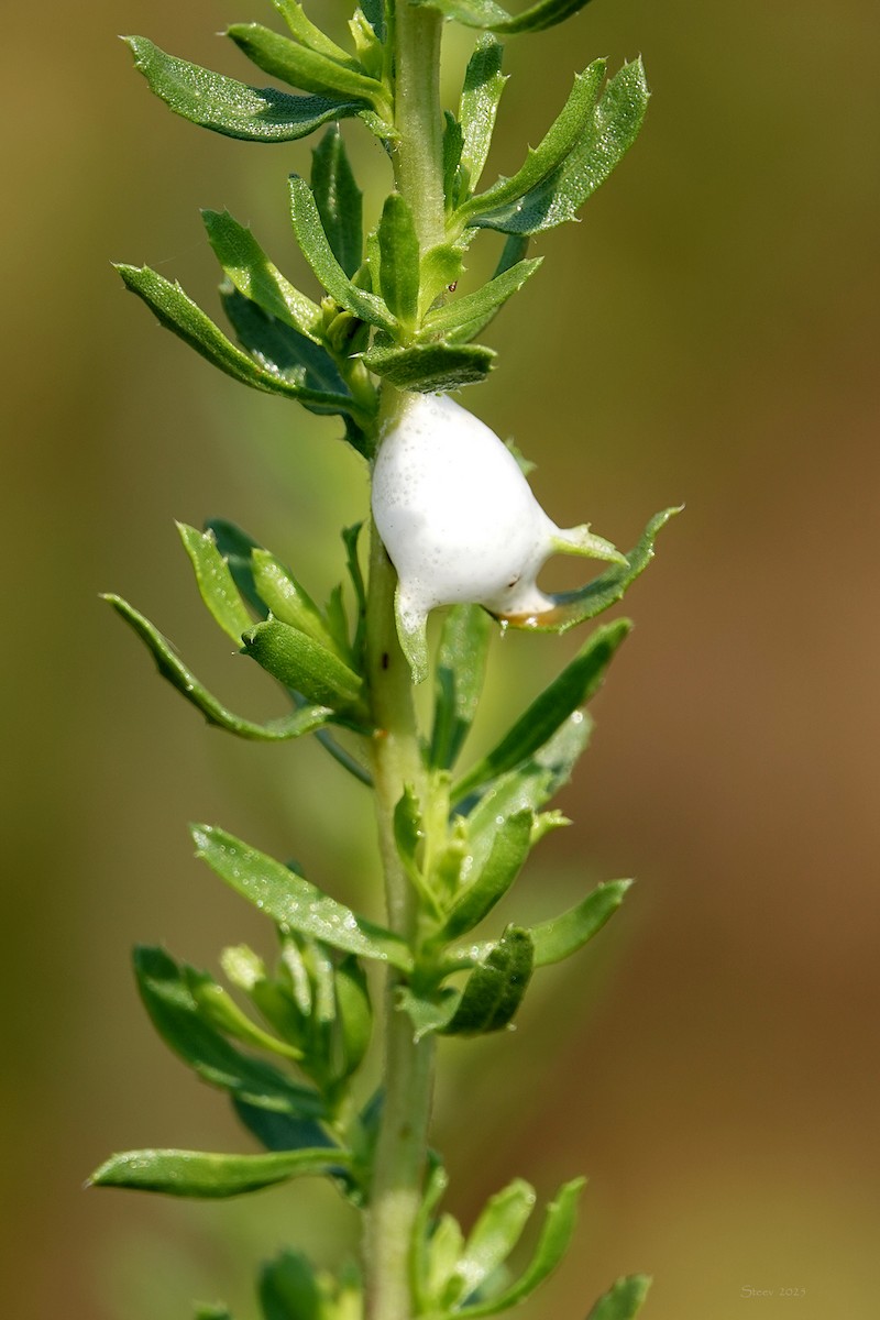 Clastopterid Spittlebugs - ML639894551