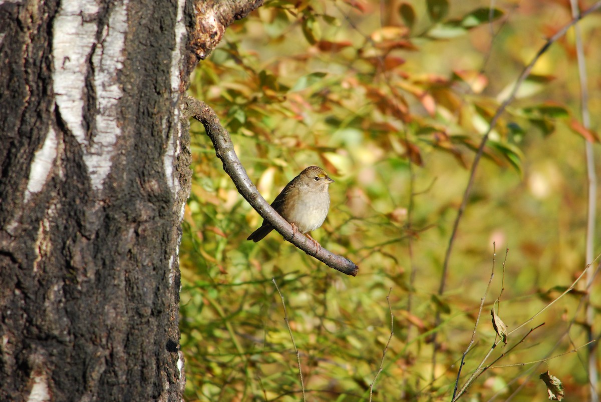 Golden-crowned Sparrow - ML639894560