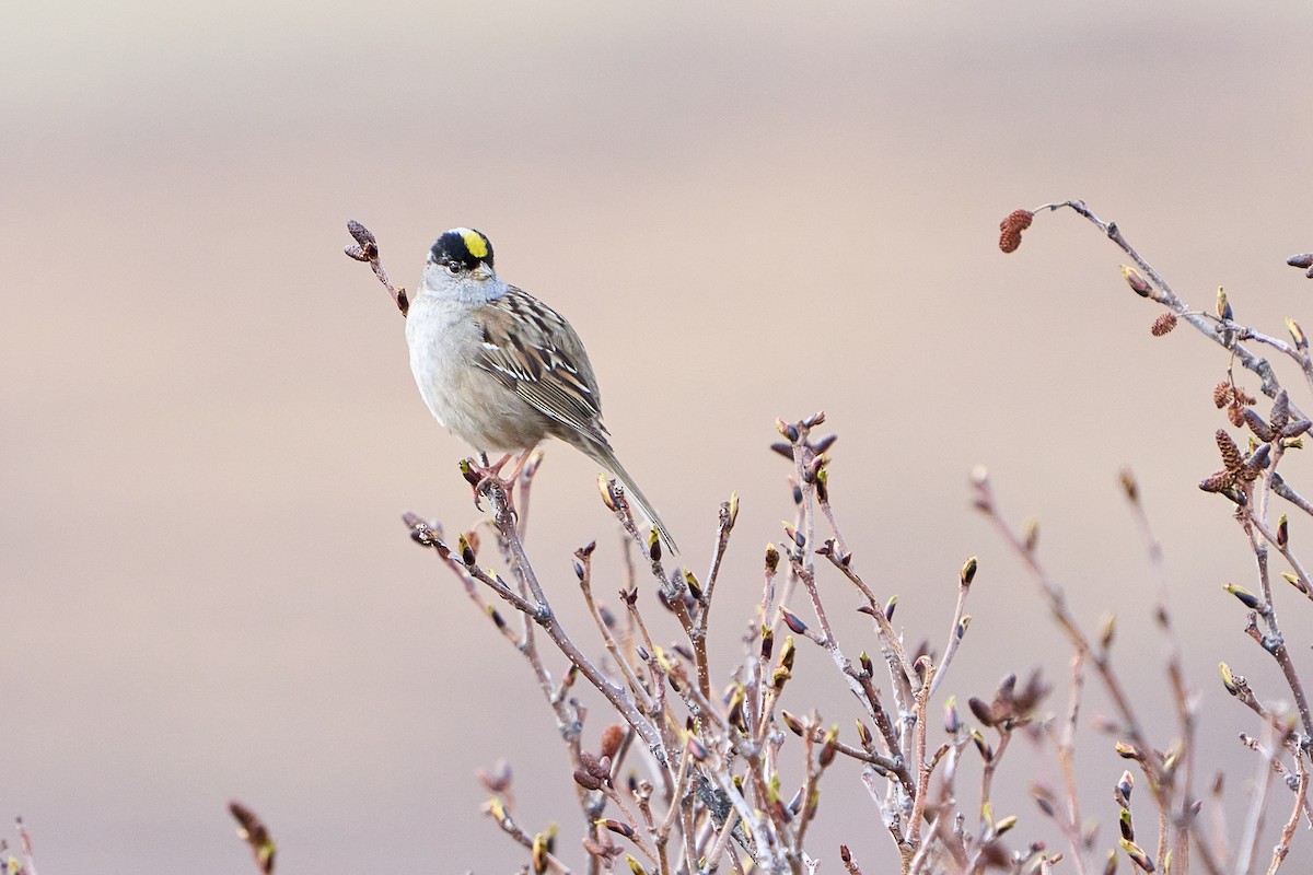 Golden-crowned Sparrow - ML639894567