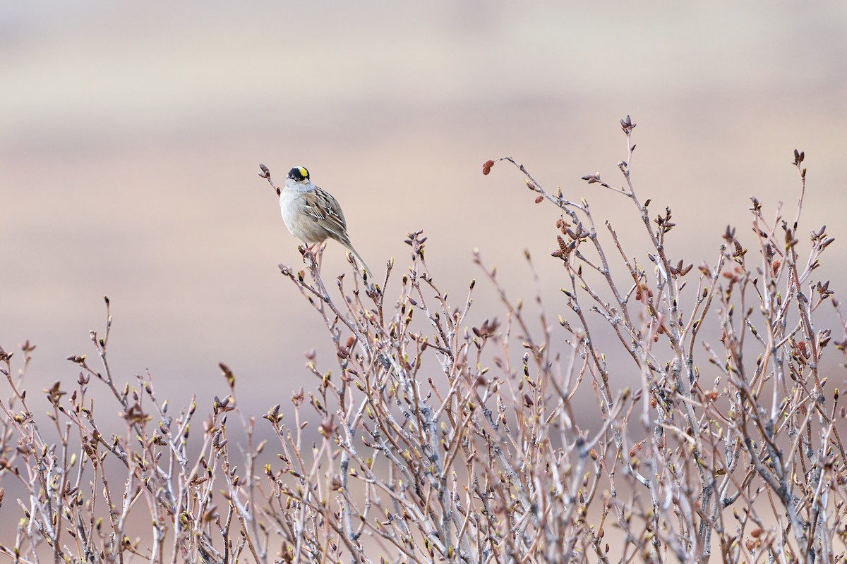 Golden-crowned Sparrow - ML639894569