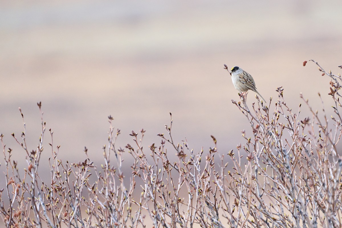 Golden-crowned Sparrow - ML639894570