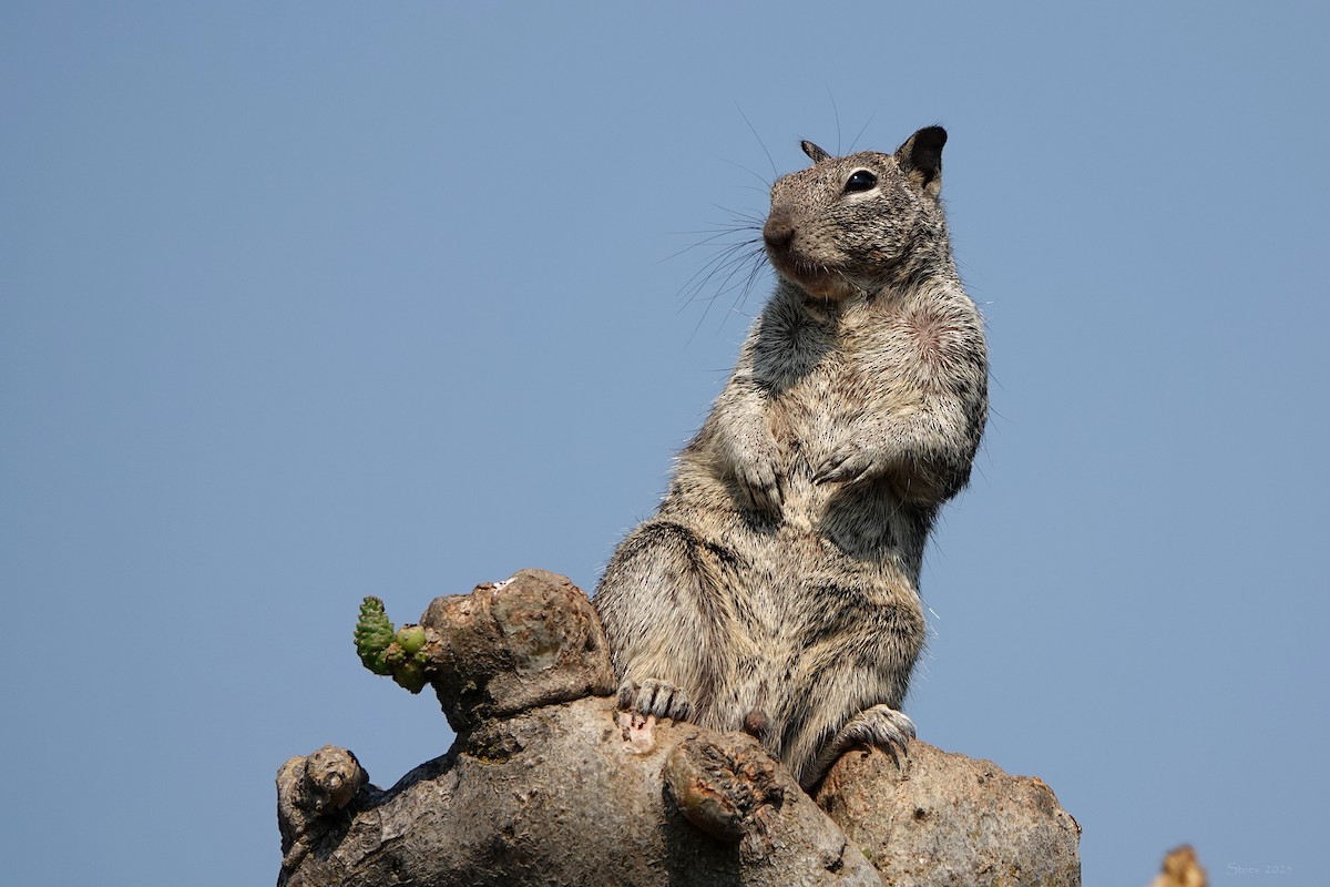 California Ground Squirrel - ML639894572