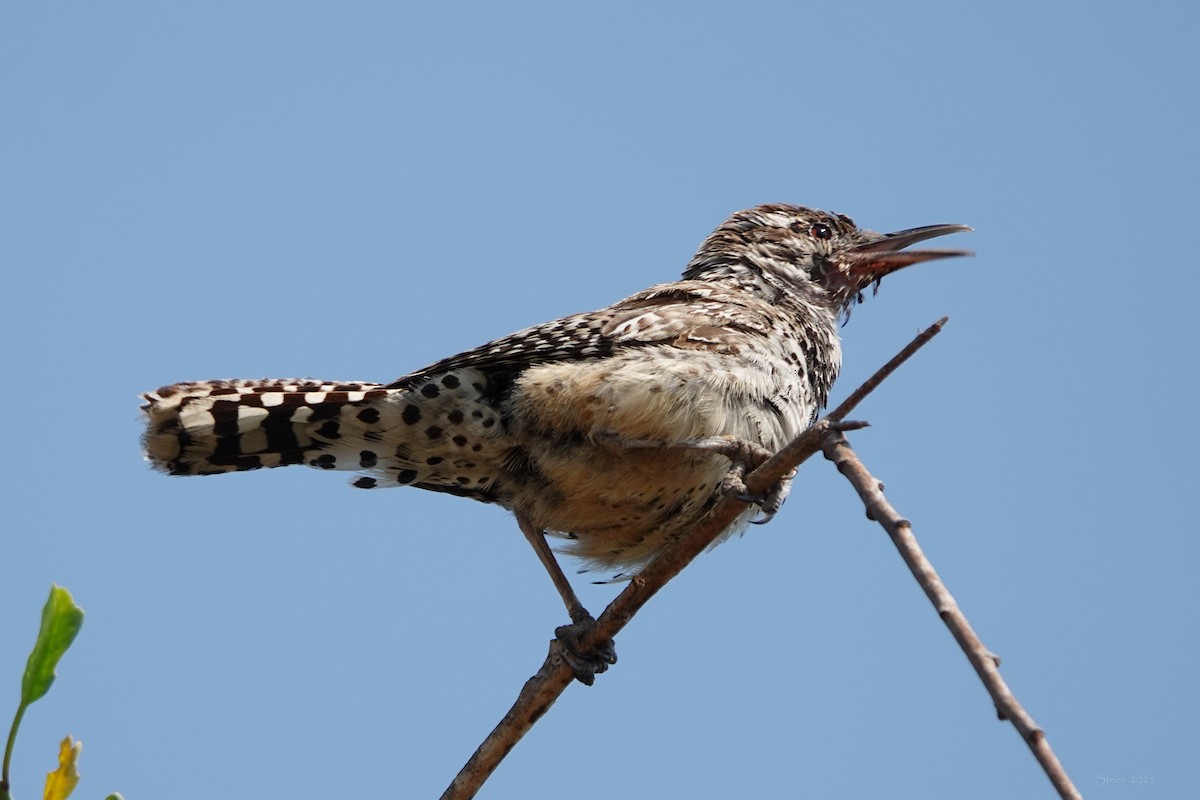 kaktussmett - ML639894638