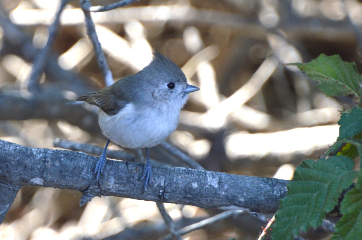 Oak Titmouse - ML639894645