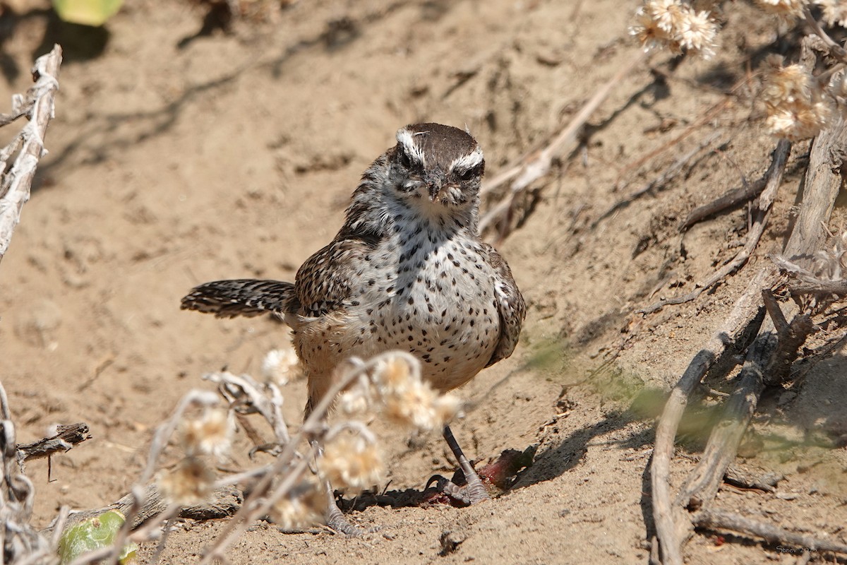 kaktussmett - ML639894669