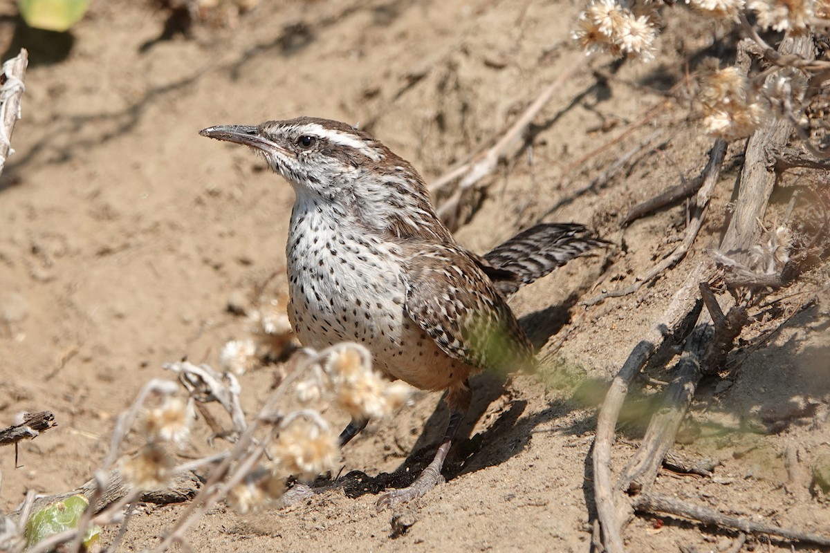 kaktussmett - ML639894704