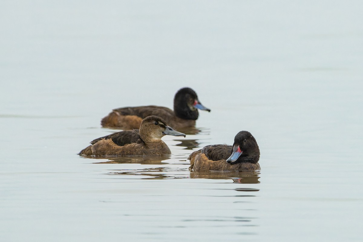 Black-headed Duck - ML639894709